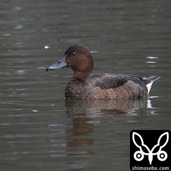 同じく別の日の別個体のメジロガモ。