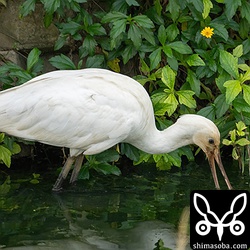 若いヘラサギ。今季のヘラサギはこの1羽だけ。