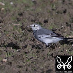 ハクセキレイ第1回冬羽。