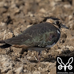 タゲリは幼鳥ばかり12羽ほどいました。