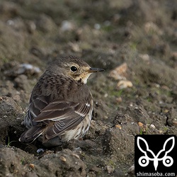 タヒバリ第1回冬羽。