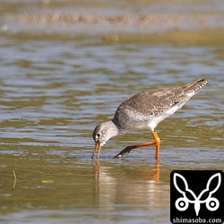 アカアシシギ成鳥冬羽。成鳥、幼鳥含めた小さな群れで越冬中。