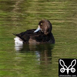 沖縄では珍鳥なスズガモ。オス幼鳥。