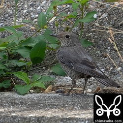 イソヒヨドリのメス。おそらく第1回冬羽。 身近な鳥なのにしっかり見ていないのでよく分かりません。^^;