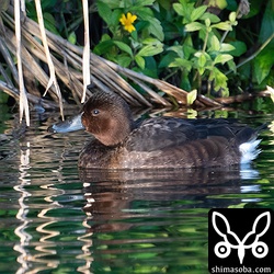 メジロガモのメス幼鳥。