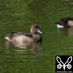 スズガモのメス幼鳥。
