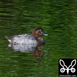 ホシハジロの成鳥メス。