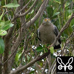 上の個体のペア。