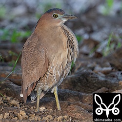 ズグロミゾゴイ成鳥。昨年まで幼鳥だった個体なので2年目です。