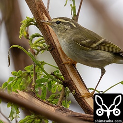 獲物はなんでしょう。小さすぎてよく分かりませんが、アブラムシのような虫を食っているような感じでした。