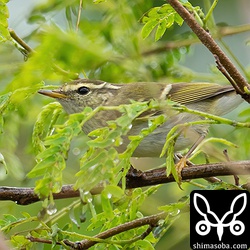 ギンネムの葉に入ると保護色となっています。