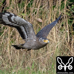 獲物を目掛けて低空を飛ぶカンムリワシ。