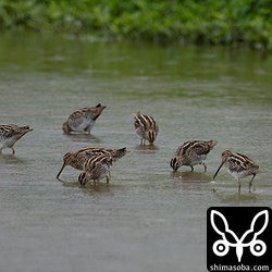 同じ田んぼに十数羽のタシギ。
