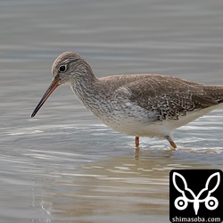 アカアシシギ第1回冬羽。