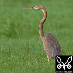 ムラサキサギ幼鳥。成鳥を追い払う気の強い個体でした。