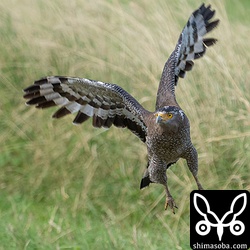 カンムリワシは繁殖期が始まっており、行動が活発になっています。鳴き交わしもあちこちで聞こえてきます。