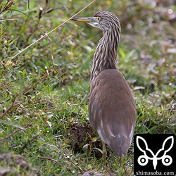 こちらも長期のアカガシラサギ。