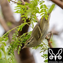 枝を忙しく渡りながら餌を探すキマユムシクイ。