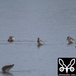 ハマシギは8羽の群れ。