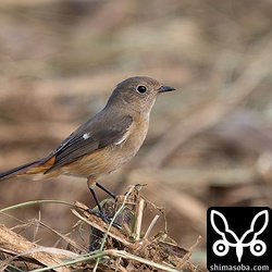 ジョウビタキのメス。石垣島に残っているジョウビタキはメスが多いようです。