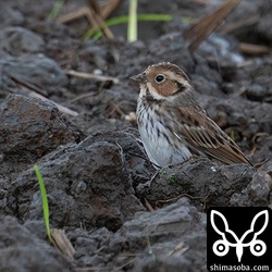 雨の中、地面に降りてじっと休んでいました。