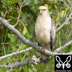 カンムリワシ幼鳥。今季16個体目。
