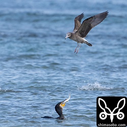 カワウが魚をくわえて水面に上がってくるとウミネコが横取りしようと試みていました。
