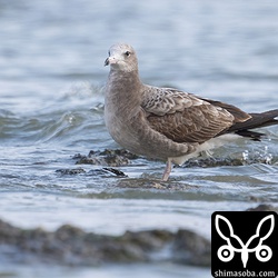 ウミネコの第1回冬羽。沖縄でウミネコの幼鳥を見たのは2回目。沖縄的珍鳥です。