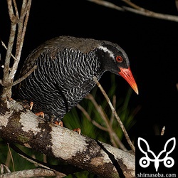 上の個体の近くにいた別個体。ペアなのでしょうか。