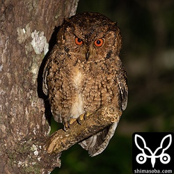 上と同個体。何度見てもリュウキュウオオコノハズクは気分が盛り上がります。