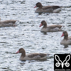 5羽は仲良くまとまって行動。ど逆光のギラギラ水面で肉眼だとシルエットでしか見えません…。目がやられそうです。