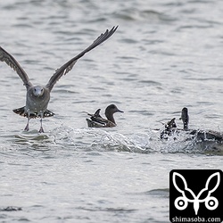オナガガモとヒドリガモを蹴散らすウミネコ。写真で気付きましたが、ウミネコの横にアメリカヒドリが写っていました。^^;
