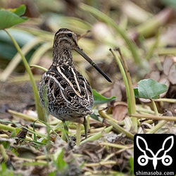 イモ畑にはタシギがたくさんいました。石垣島の田んぼと同じですね。