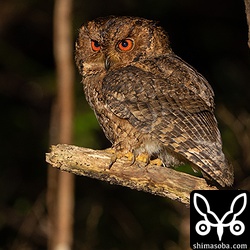 リュウキュウオオコノハズクのオスと思われる個体。さえずりも聞かせてくれましたが、鳴く時は林の奥だったので動画などは撮れず。録音はできました。^^