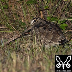 草むらで餌を取るヤマシギ。