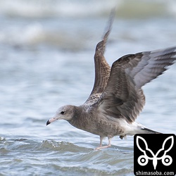 近くに降りた。水浴びしていました。