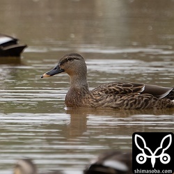カルガモの雑種。おそらく、カルガモ × マガモのハイブリッドだと思われます。