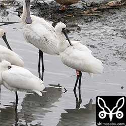 2013年に韓国でS39の標識をつけられた個体。8年目のベテランですね。