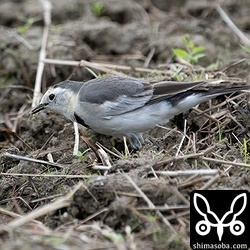 石垣島ではハクセキレイよりホオジロハクセキレイの方が多いのかもしれません。目につきます。