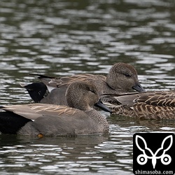 オカヨシガモのオス生殖羽とメス非生殖羽。