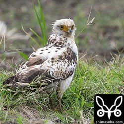 カンムリワシの幼鳥。あまり餌がとれていないようでした。
