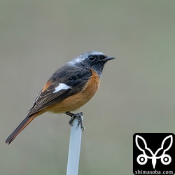 今季は越冬個体が多めのジョウビタキ。