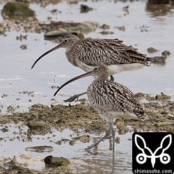 ダイシャクシギは4羽飛来。すべて幼鳥でした。