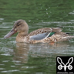 上と同個体。美しい雨覆を見せてくれました。