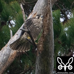 ハヤブサの幼鳥。自宅近くのカタグロトビ営巣地にいました。繁殖しているはずのカタグロトビは留守でした。