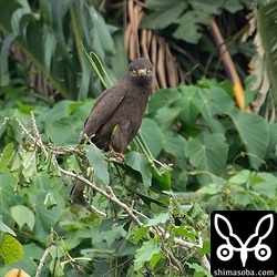 ブラックサシバの正面顔はかわいい。^^
