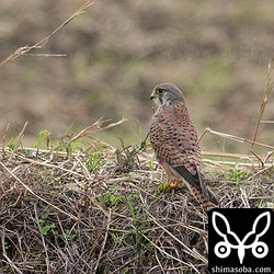 チョウゲンボウのオス第1回冬羽。