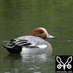 ヒドリガモのオス生殖羽。