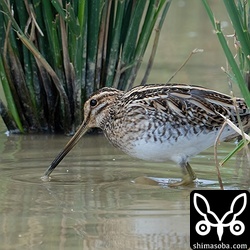 タシギも複数羽が越冬中。