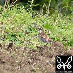 ツグミは11月に相当数が通過した感じですが、年が明けて1月になるとふたたび見るようになりました。